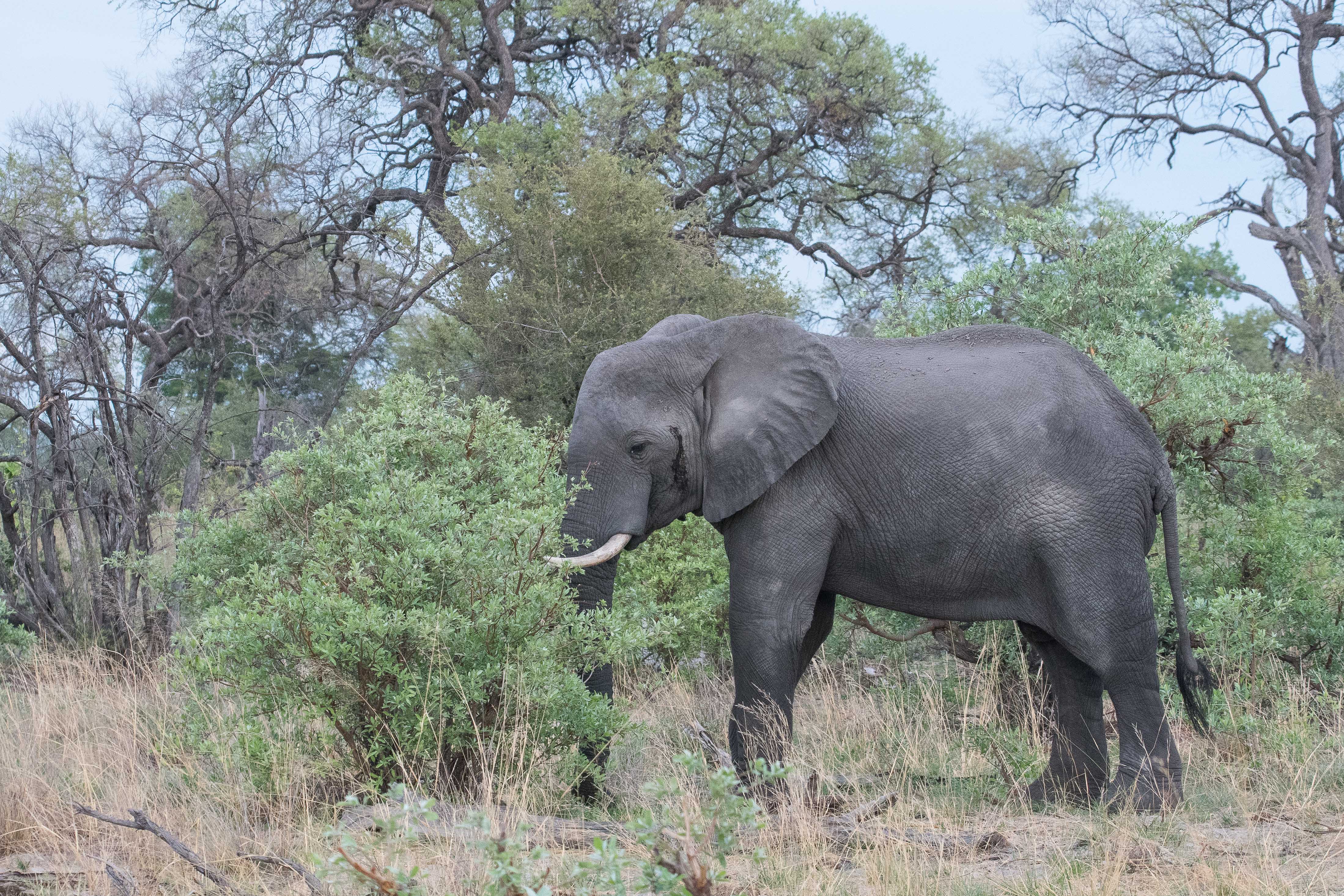 Eléphant de savane africain (African bush elephant, Loxondota africana), jeune mâle en période de musth, Réserve de Kwando, Delta de l'Okavango, Botswana.